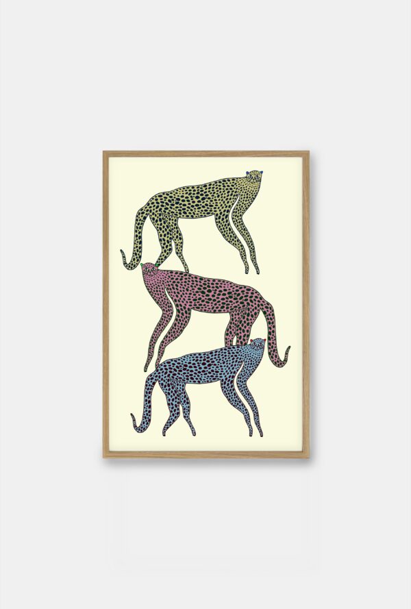cheetahs